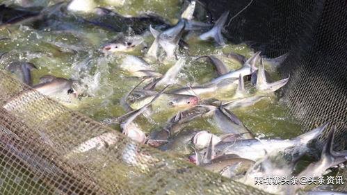 国产腌制巴沙鱼视频播放,国产美味，轻松上桌