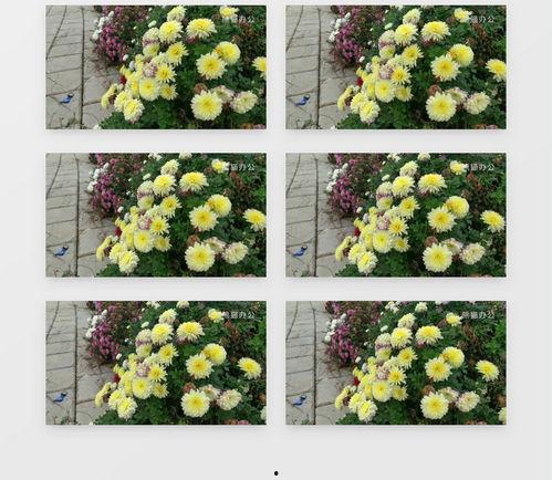 国产菊花小视频下载,领略民族风情，尽享视觉盛宴