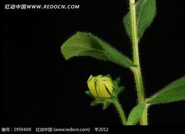 国产菊花小视频下载,领略民族风情，尽享视觉盛宴