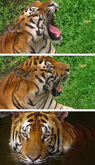 国产特效老虎视频,揭秘神奇动物世界的奇幻之旅