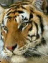 国产特效老虎视频,揭秘神奇动物世界的奇幻之旅