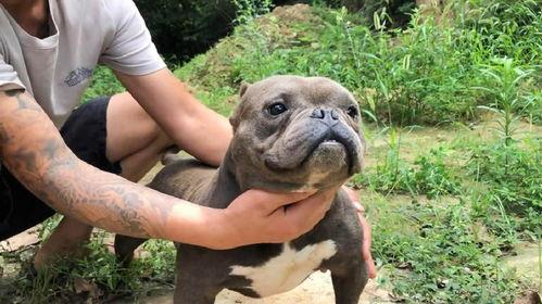 国产恶霸犬视频,威猛雄风，守护家园的忠诚伙伴