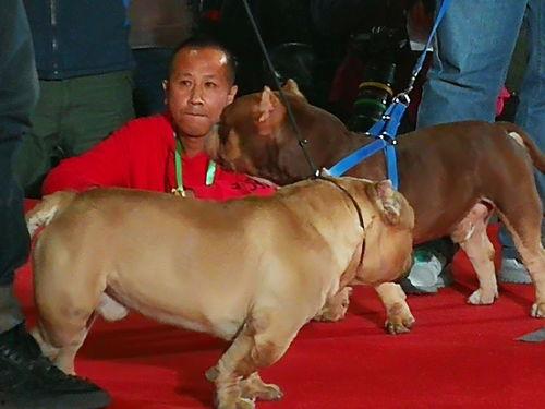 国产恶霸犬视频,威猛雄风，守护家园的忠诚伙伴