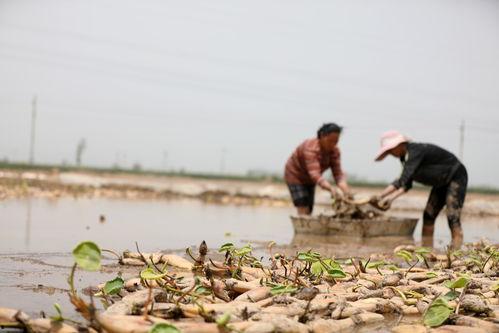 国产旱地种藕视频,绿色农业新篇章
