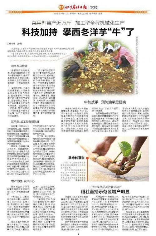 国产旱地种藕视频,绿色农业新篇章