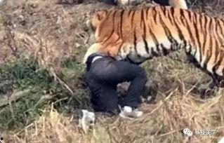 国产老虎啃老视频大全,萌态百出，温馨满满