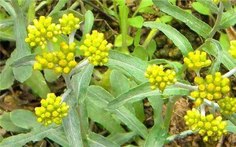 国产精品野草视频