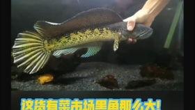 国产雷龙如何饲养视频