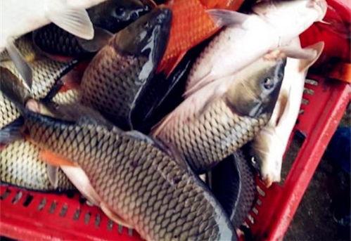 黑化鲤鱼vs国产鱼视频,一场视觉与口感的巅峰对决  第1张