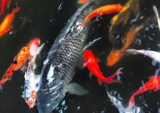 黑化鲤鱼vs国产鱼视频,一场视觉与口感的巅峰对决  第2张