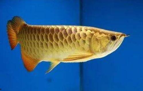 黑化鲤鱼vs国产鱼视频,一场视觉与口感的巅峰对决  第3张